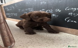 Cocker Spaniel dogs for sale: ONE FEMALE LEFT Cocker  Chocolate  - Image 21