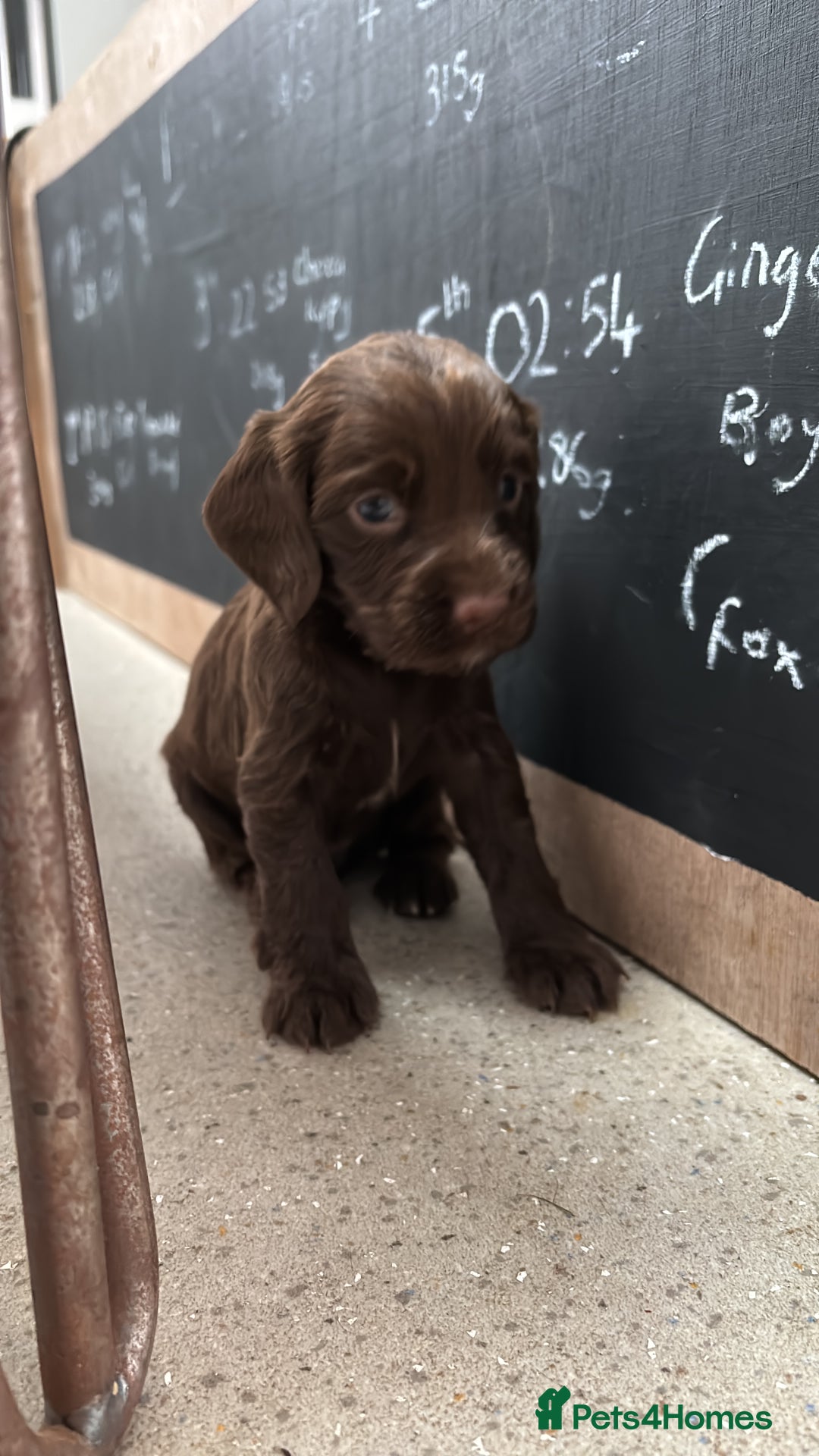 Cocker Spaniel dogs for sale: ONE FEMALE LEFT Cocker  Chocolate  - Image 21