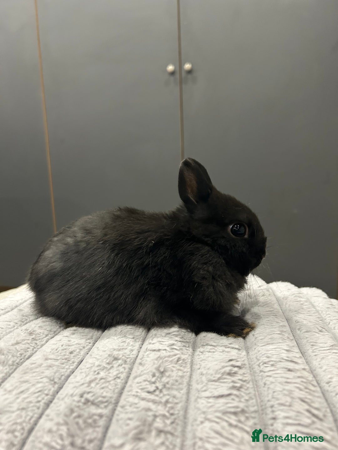 Netherland Dwarf rabbits for sale: Baby Netherland dwarfs  - Advert 9