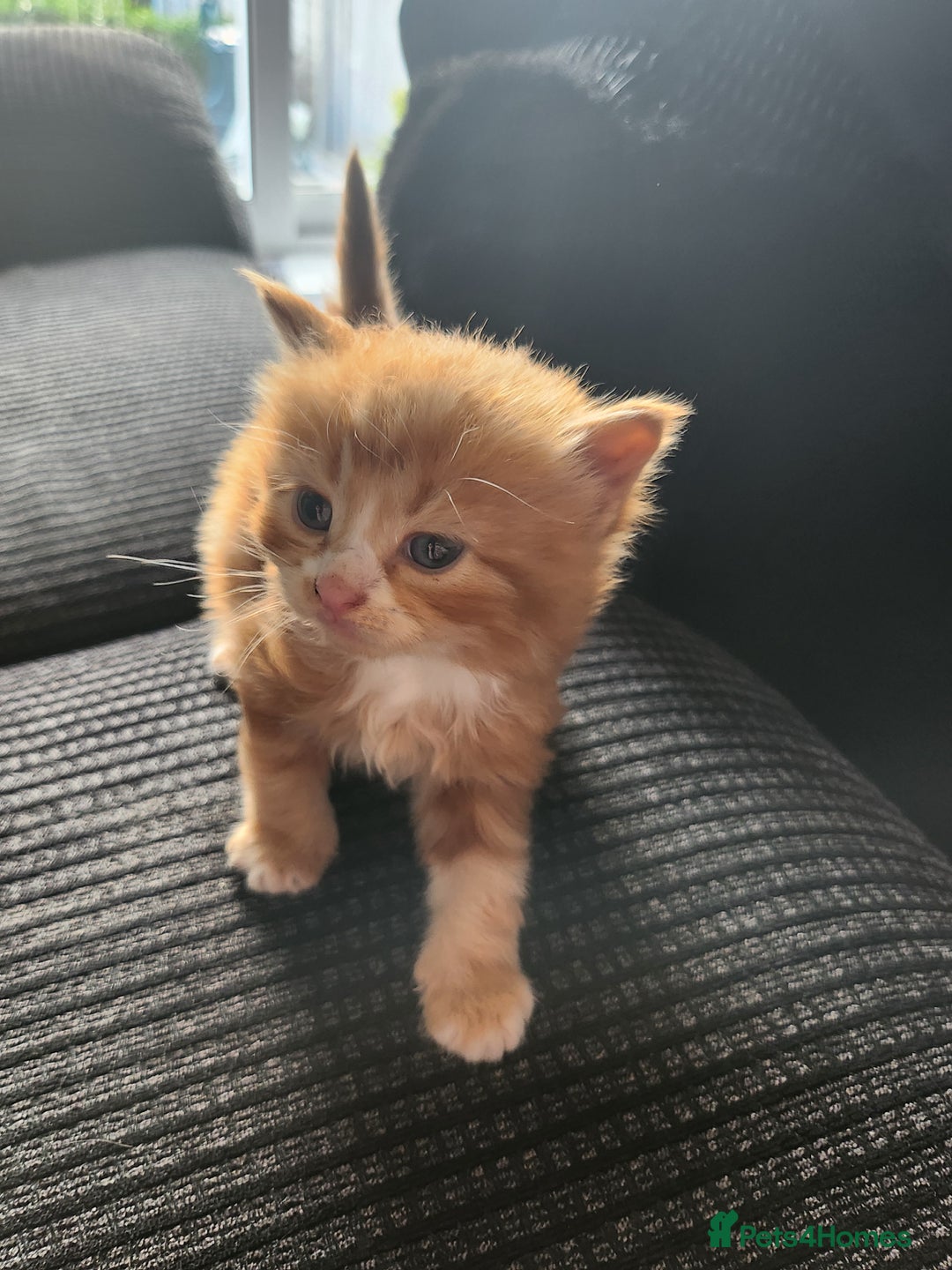 Mixed Breed cats for sale: 4 beautiful kittens ready - Image 1