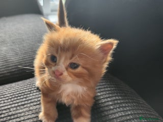 Mixed Breed cats - Advert 7