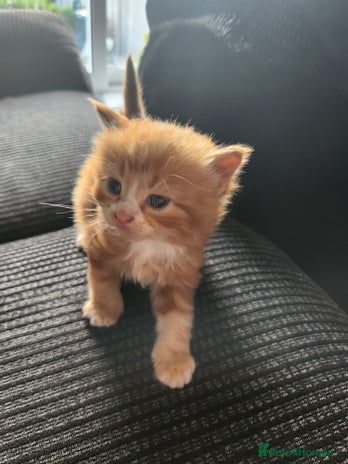 Mixed Breed cats - Advert 11