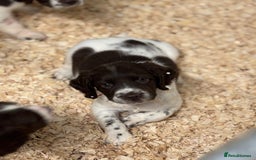English Springer Spaniel dogs for sale: HEALTH TESTED liver & white springer spaniels  - Image 5