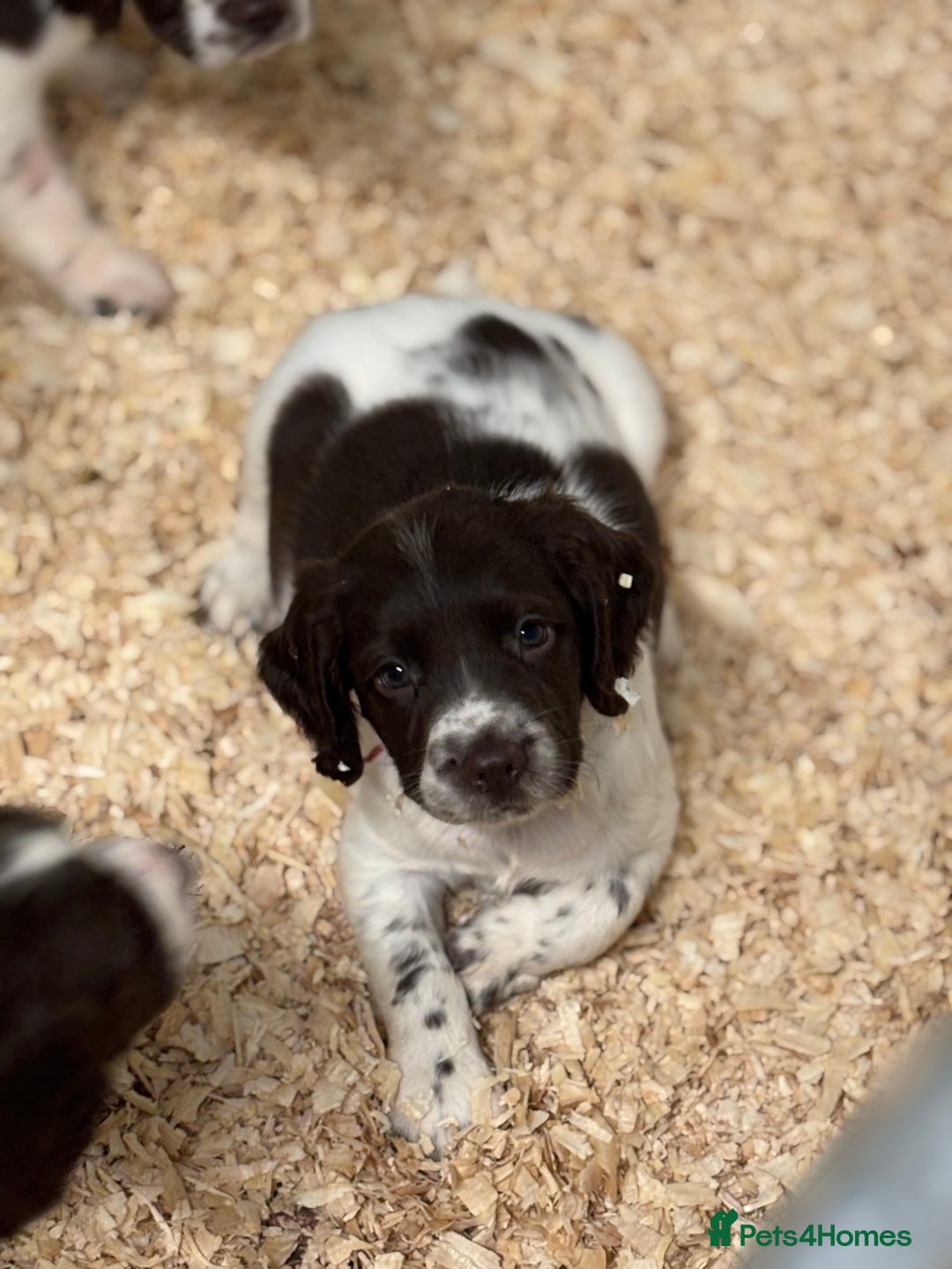 English Springer Spaniel dogs for sale: HEALTH TESTED liver & white springer spaniels  - Image 5
