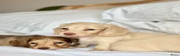 Miniature Dachshund dogs for sale: 🐶 Cream Mini Longhaired Dachshunds KC reg/PRA 🐶  - Advert 5