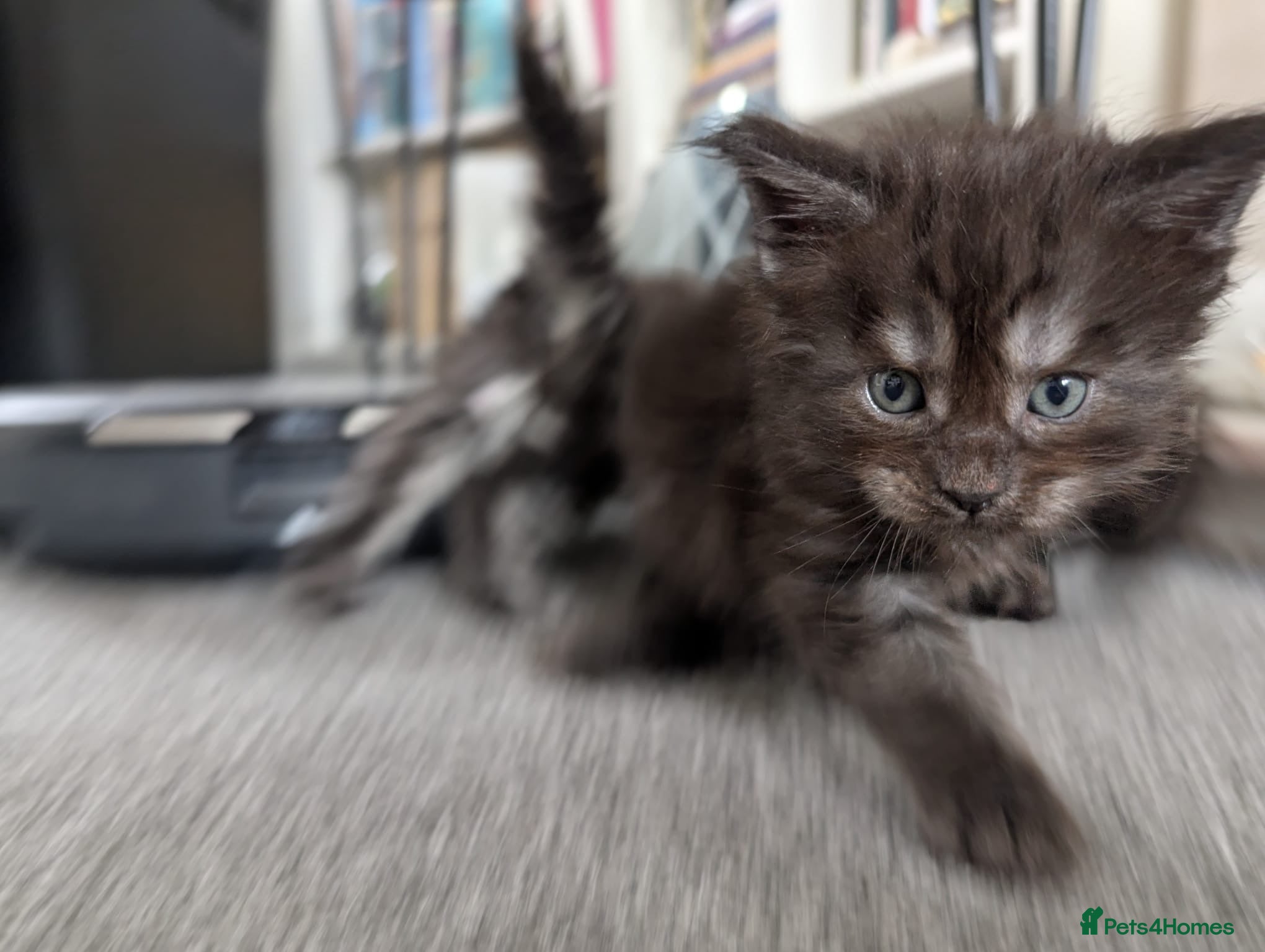 Maine Coon cats for sale: Maine coon kittens  - Advert 5