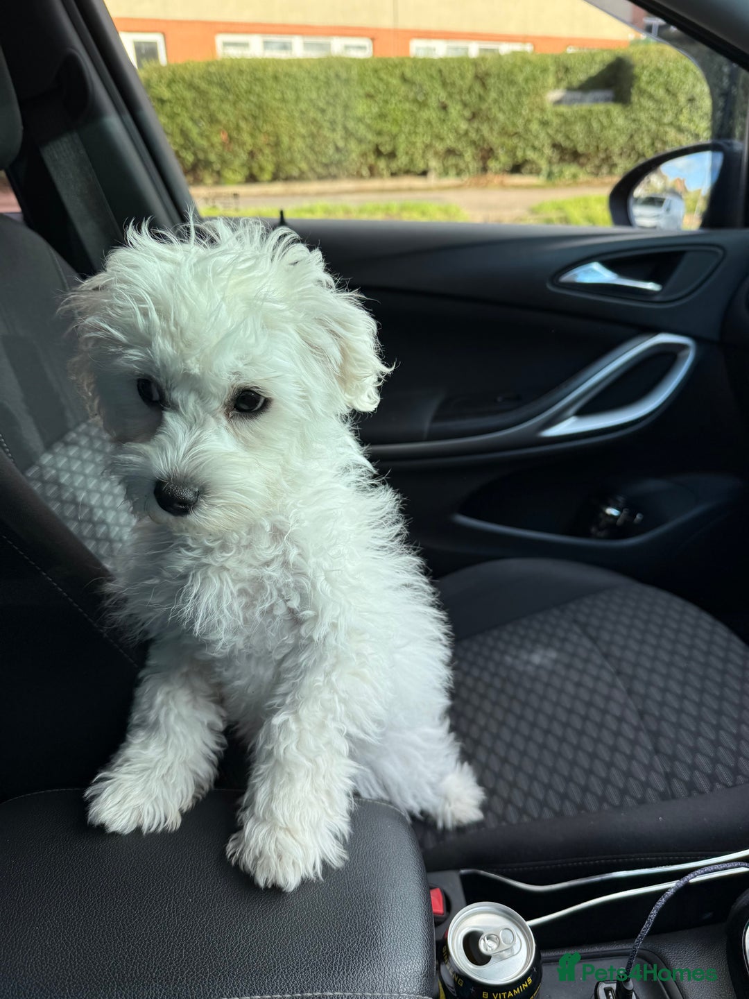 Maltese dogs for sale: Maltese puppies  - Image 27