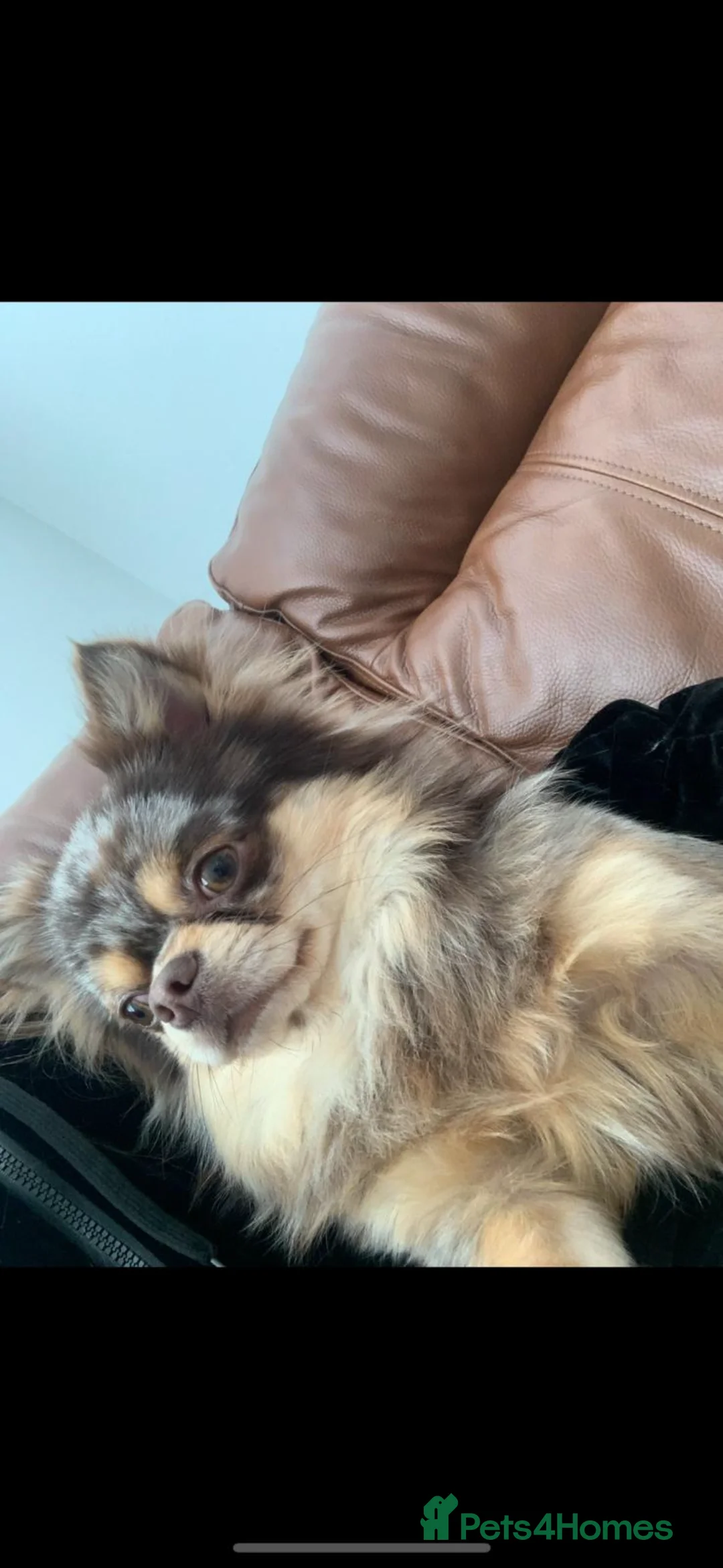 Chihuahua dogs for sale: Champion quality male chihuahua for sale    - Advert 2