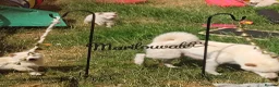 Japanese Shiba Inu dogs for sale: Top quality Japanese shiba inu puppies  - Advert 2