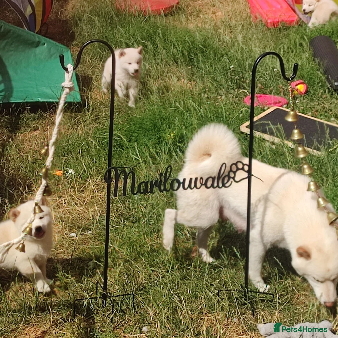 Japanese Shiba Inu dogs for sale: Top quality Japanese shiba inu puppies  - Advert 2