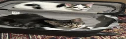 Domestic Shorthair cats for sale: FREE - 2 Cats to rehome in a loving home  in Carshalton - Advert 2