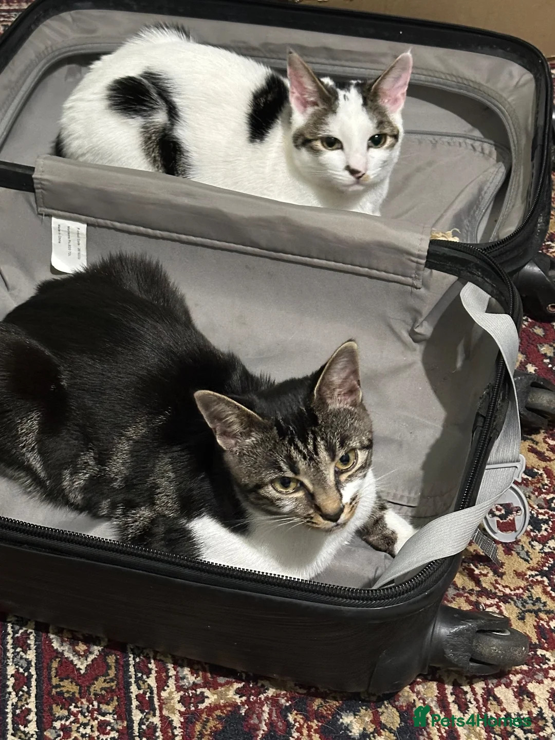 Domestic Shorthair cats for sale: FREE - 2 Cats to rehome in a loving home  in Carshalton - Advert 2