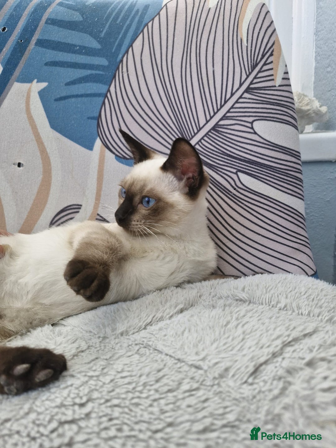 Snowshoe cats for sale:  pedigree Tica reg  snowshoes  READY NOW - Image 8
