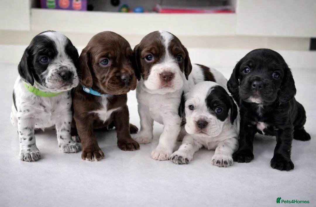 Cocker Spaniel dogs for sale: Working Cocker Spaniels -Dad is a gundog champion  - Advert 1