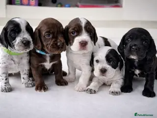 Cocker Spaniel dogs Working Cocker Spaniels -Dad is a gundog champion - Advert 1