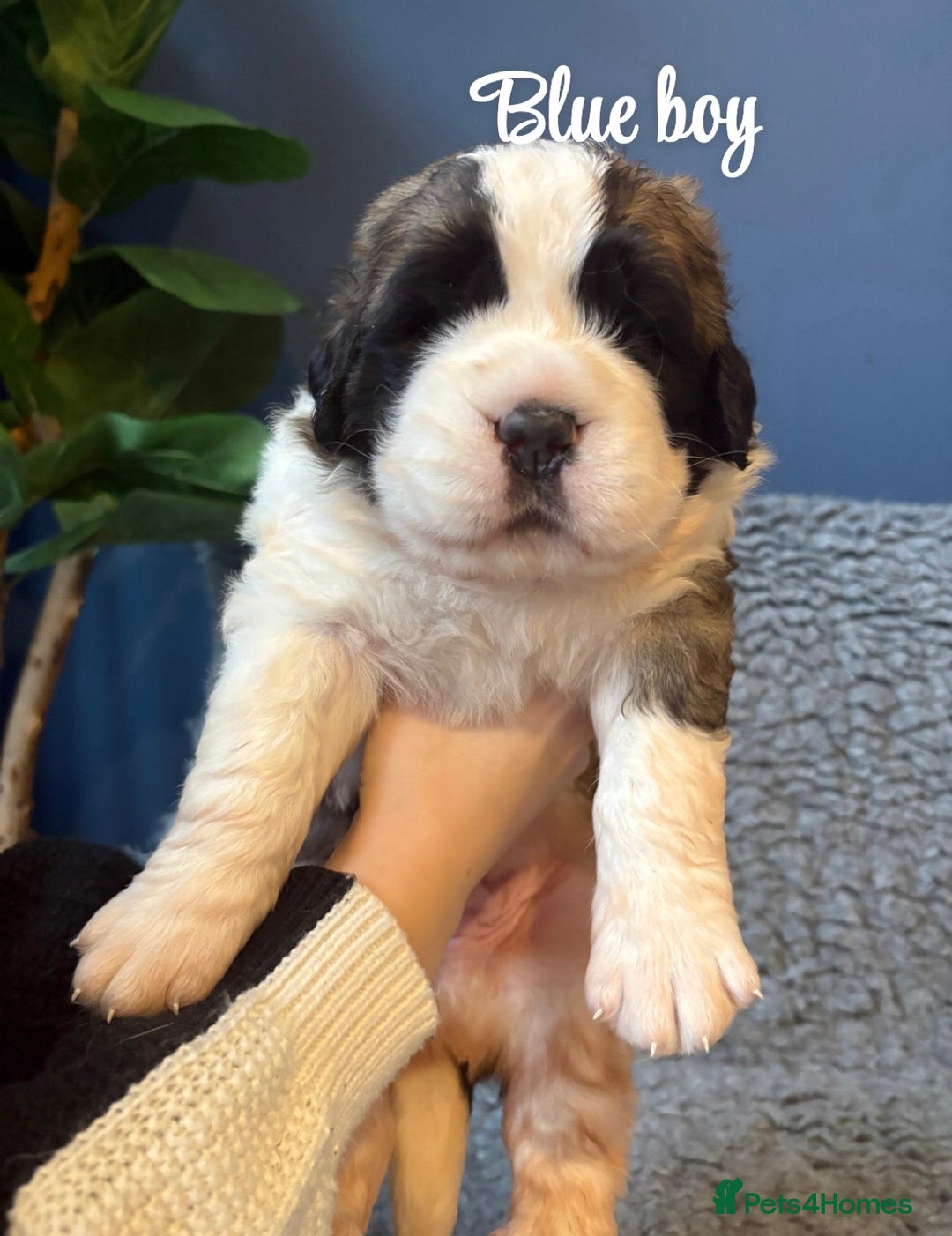 Saint Bernard dogs for sale: Litter of Saint Bernard puppies - Advert 10
