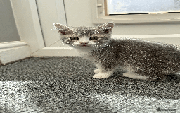 British Shorthair cats for sale: 4 british short Haired kittens for sale  - Image 14