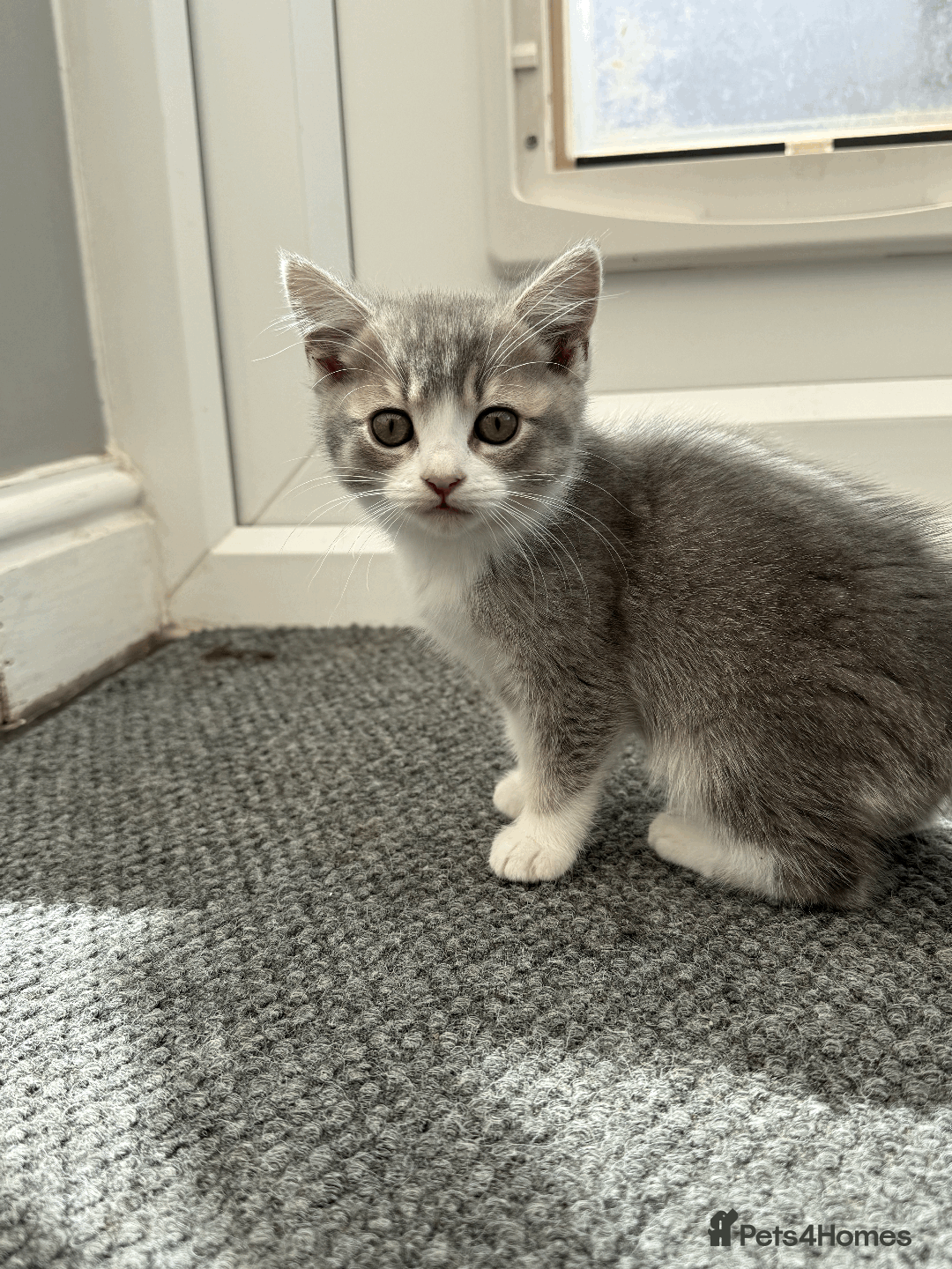 British Shorthair cats for sale: 4 british short Haired kittens for sale  - Image 14