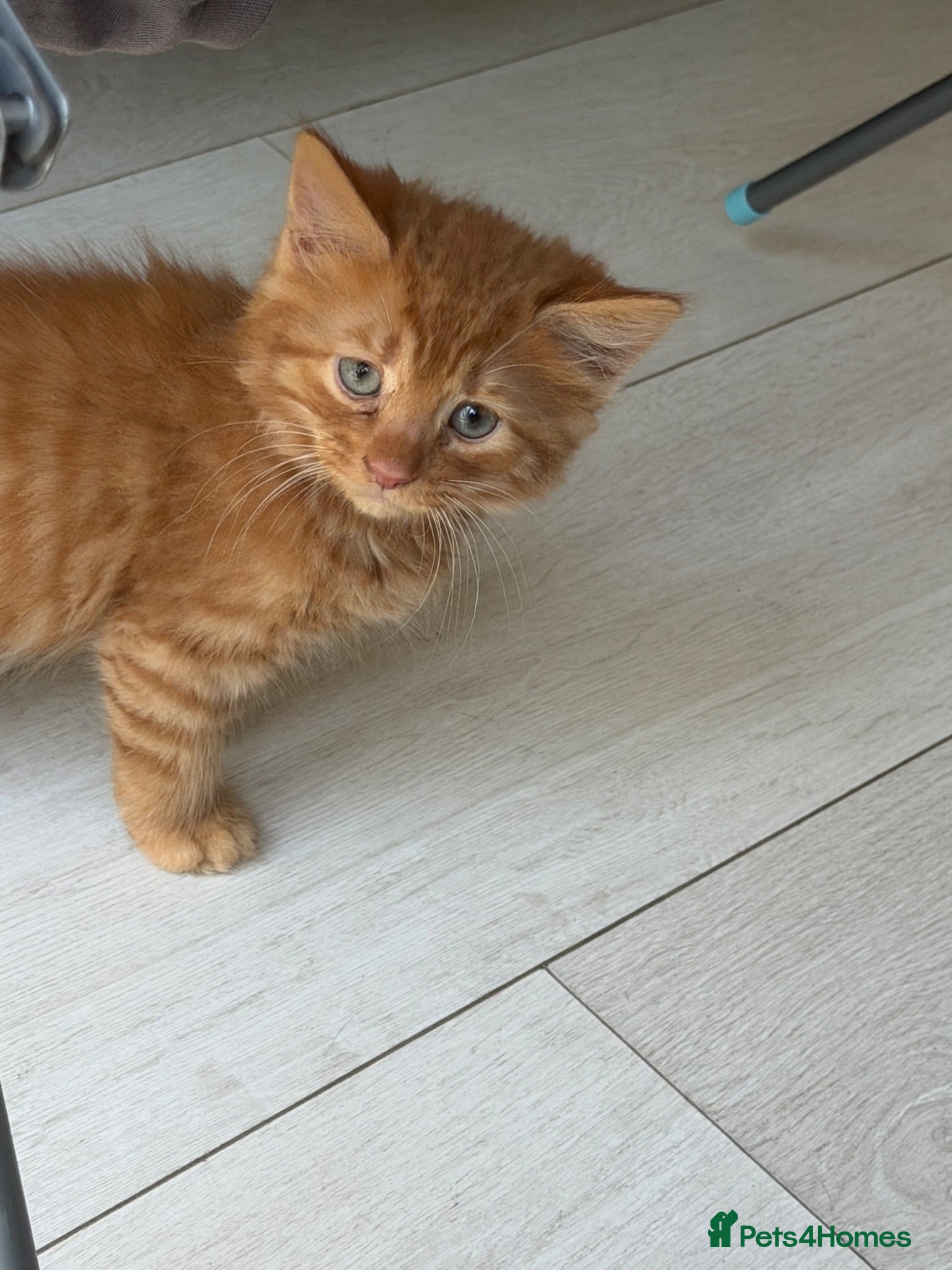 Mixed Breed cats 6 kittens  - Advert 15