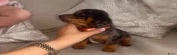 Miniature Dachshund dogs for sale: ✨ KC Lines | Miniature Dachshund Puppies✨ - Advert 3