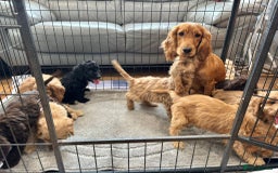 Cockapoo dogs for sale: Cockapoo Puppies Ready Now Fully Vaccinated  - Advert 10
