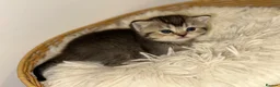 British Shorthair cats for sale: British Shorthair Kitten  - Advert 14