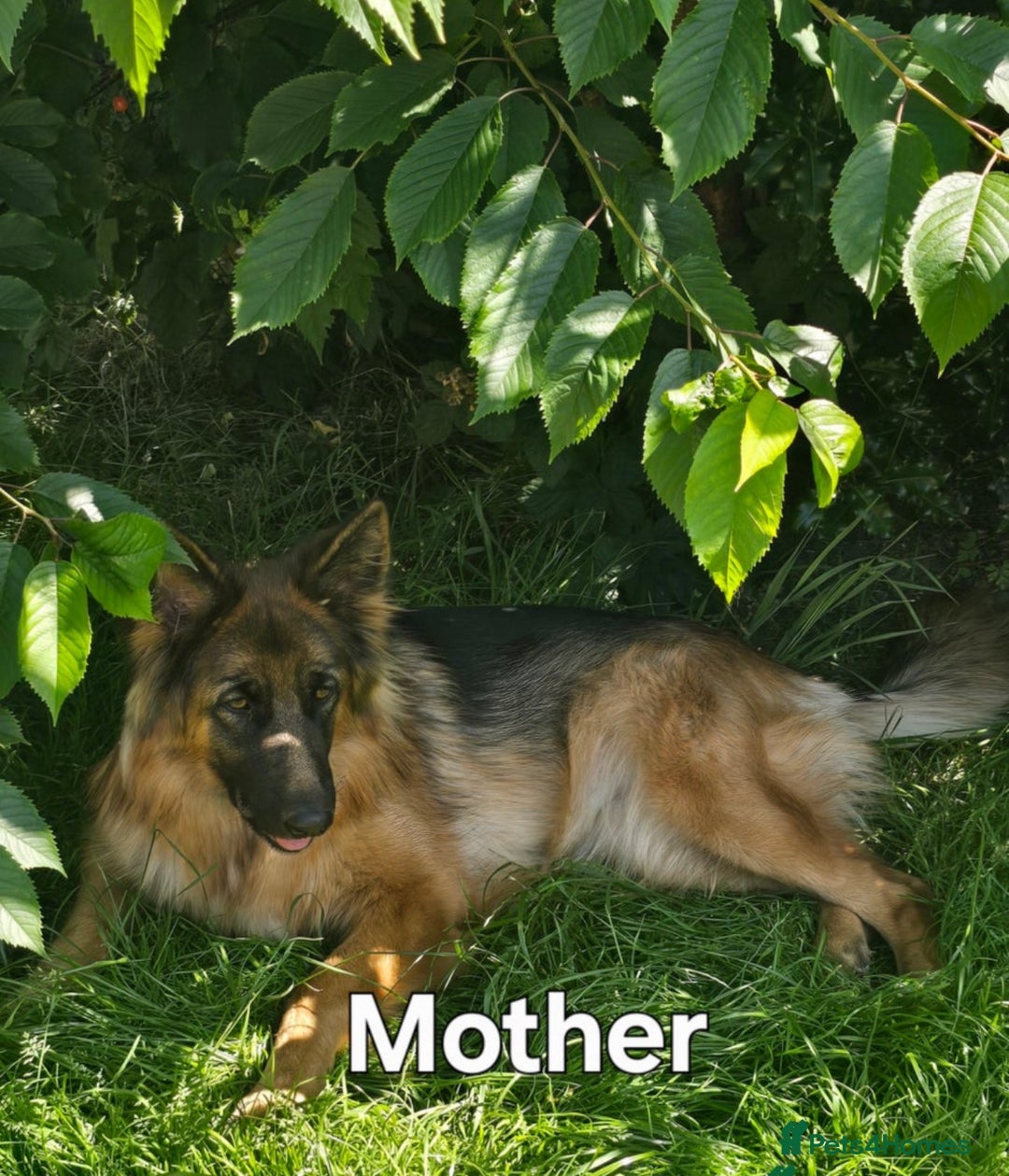German Shepherd dogs for sale: German Shepherd Puppy  - Image 3