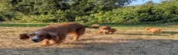 Cocker Spaniel dogs for sale: KC registered working cocker spaniel boys in Okehampton - Advert 6