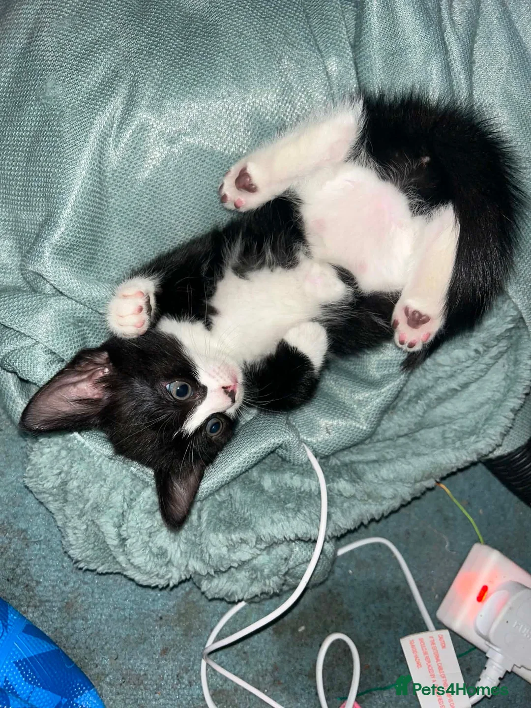 Mixed Breed cats for sale: 2 x black and white kittens - Advert 2