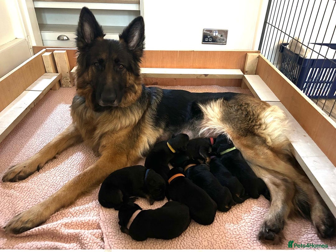 German Shepherd dogs for sale: German shepard puppys - Advert 2