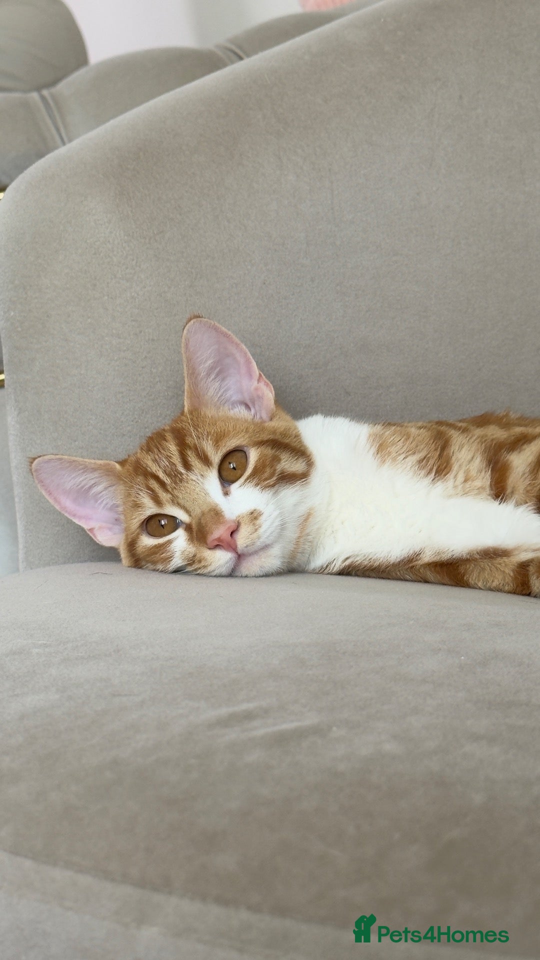 Mixed Breed cats Simba – Super Playful & Loving Cat 🐾❤️ - Advert 6