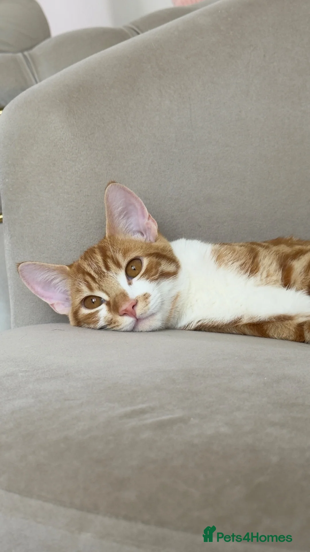 Mixed Breed cats for sale: Simba – Super Playful & Loving Cat 🐾❤️ - Advert 1