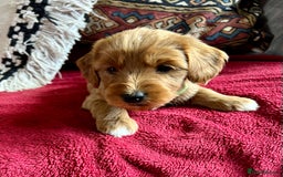 Mixed Breed dogs for sale: Australian Labradoodle Double Doodle puppies in Glastonbury - Image 10
