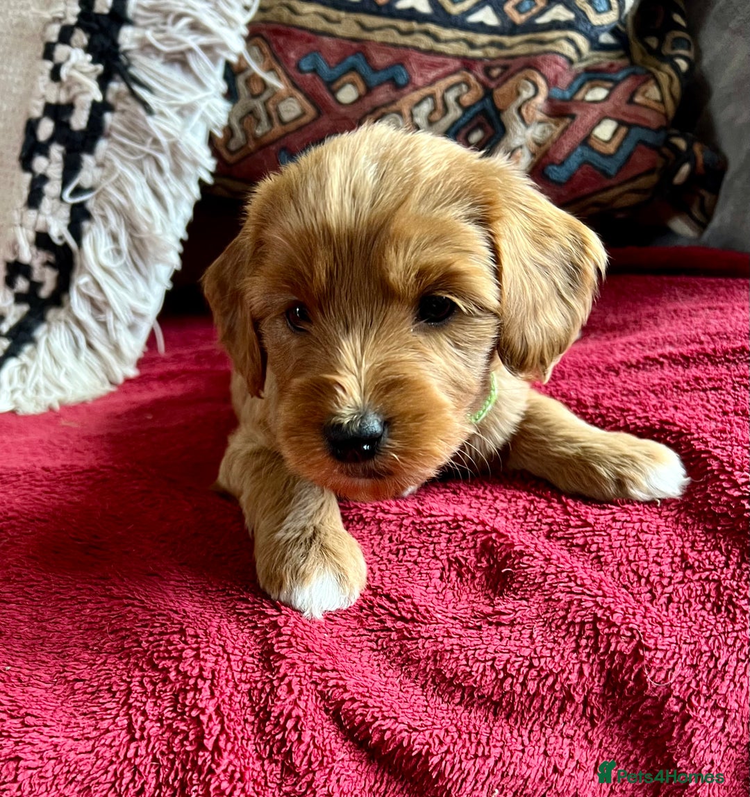 Mixed Breed dogs for sale: Australian Labradoodle Double Doodle puppies in Glastonbury - Image 10