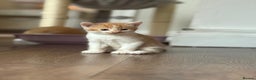 British Longhair cats for sale: Beautiful ginger and white marking kittens - Advert 3