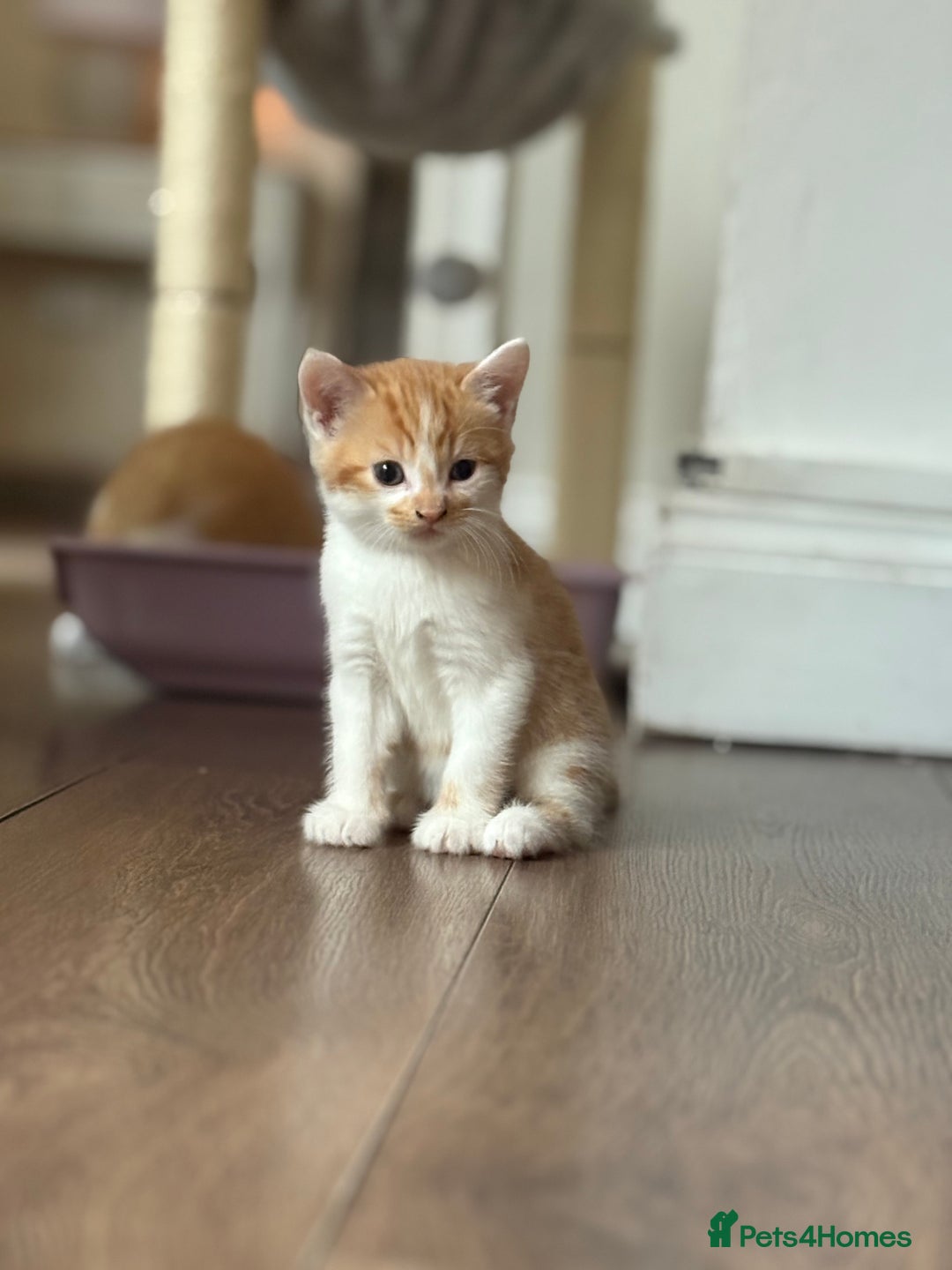 British Longhair cats for sale: Beautiful ginger and white marking kittens - Image 3