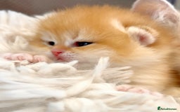 British Shorthair cats for sale: ✨Show quality Golden British Shorthair babies ✨ - Image 2