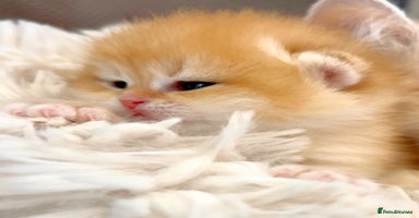 British Shorthair cats - Advert 9