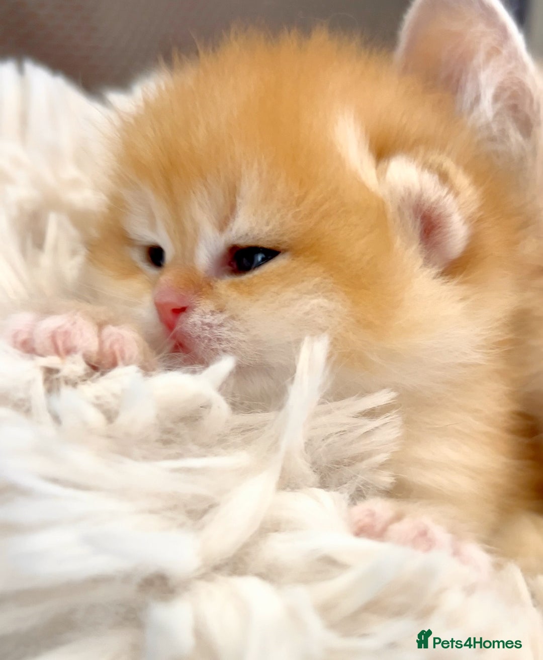 British Shorthair cats for sale: ✨Show quality Golden British Shorthair babies ✨ - Image 2