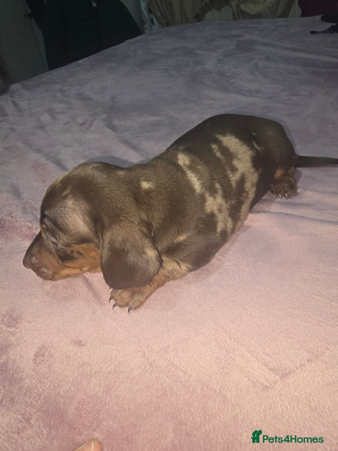 Miniature Dachshund dogs for sale: True to type kc dad home raised both parents here - Advert 10