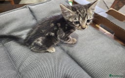 Bengal cats for sale: Pure Bengal kittens  - Image 7