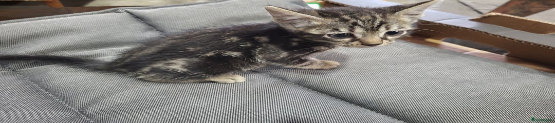 Bengal Kitten 1