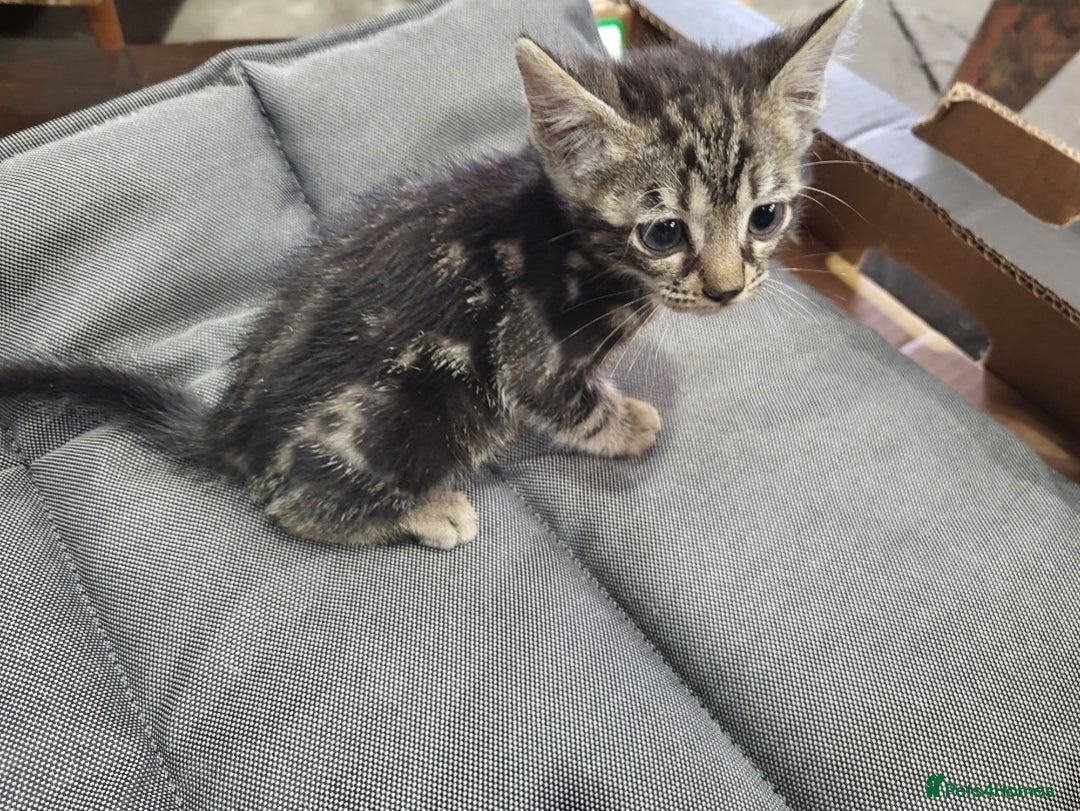 Bengal cats for sale: Pure Bengal kittens  - Image 7