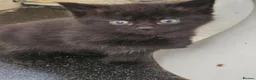 Maine Coon cats for sale: Beautiful black fluffy kittens - Advert 4