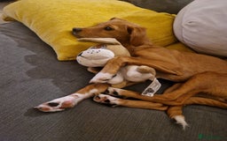 Mixed Breed dogs for adoption: Nadine 💕 - Image 1