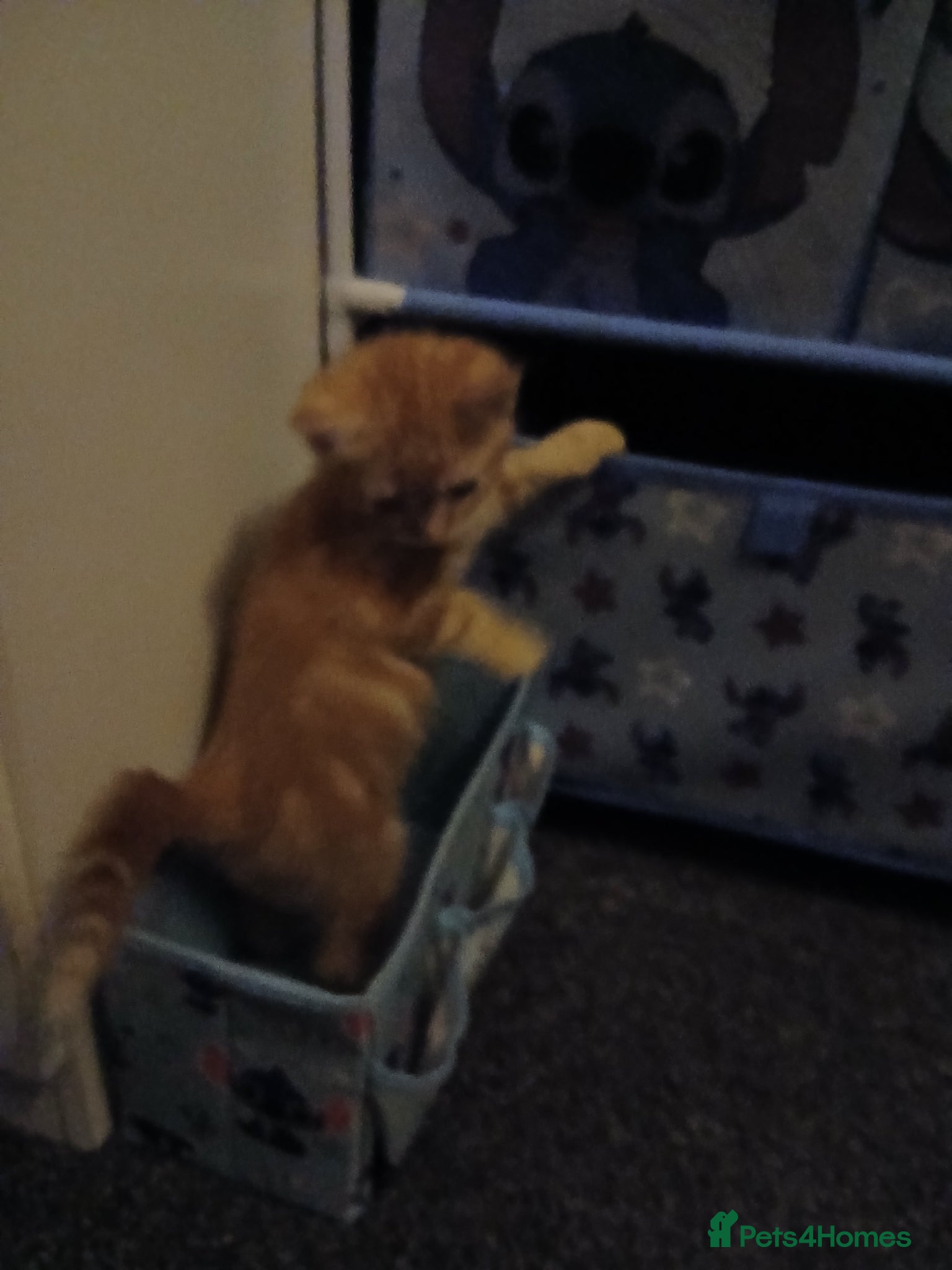 Domestic Shorthair cats GINGER Kittens - Advert 4