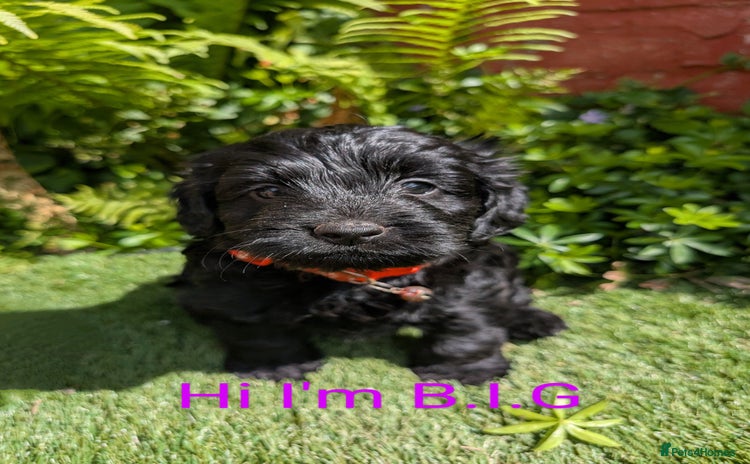 Cockapoo dogs in Manchester - Advert 16