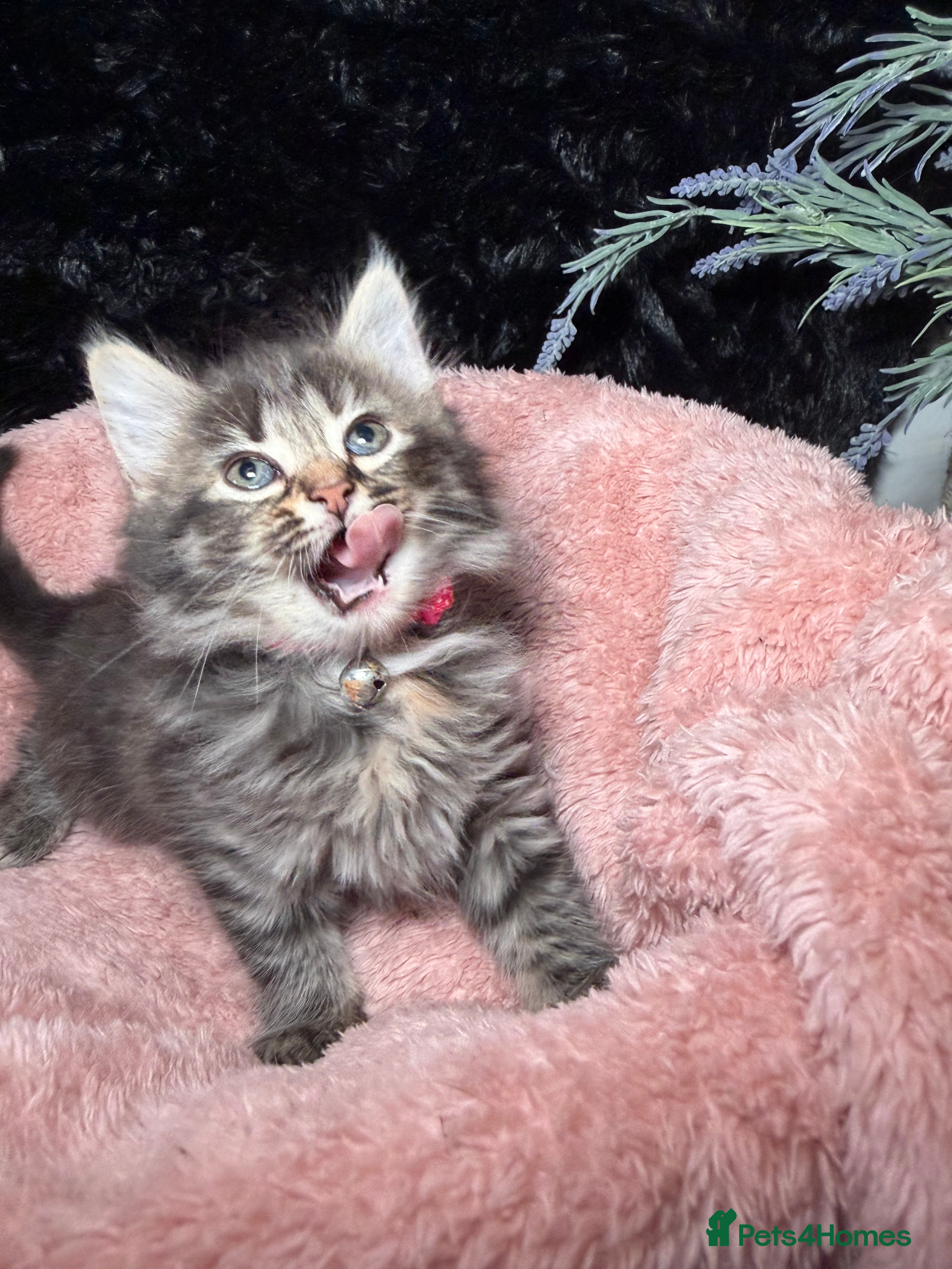 LaPerm cats ❤️Gorgeous LaPerms Ready To Go❤️ - Advert 8