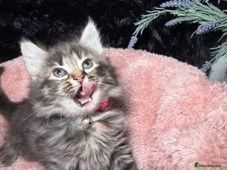 LaPerm cats ❤️Gorgeous LaPerms Ready To Go❤️ - Advert 8