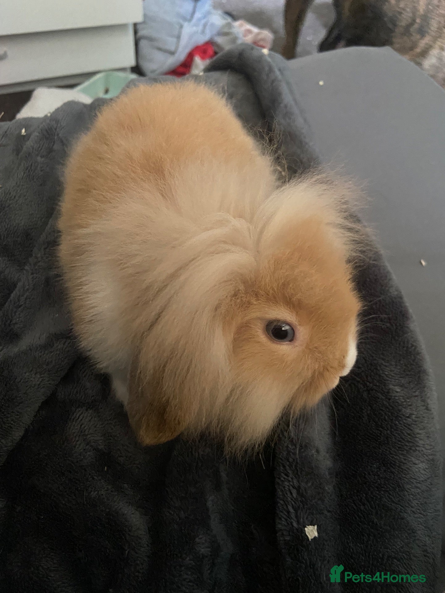 Mixed Breed rabbits Mini lop x lion head - Advert 1